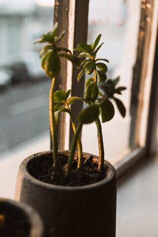 Top 12 Indoor Plants: Green Up Your Space with These Lush Beauties