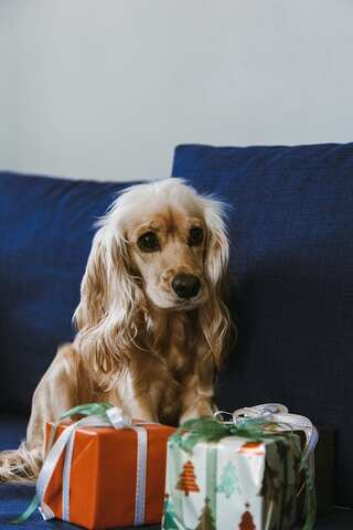8 Best Gifts for Dogs