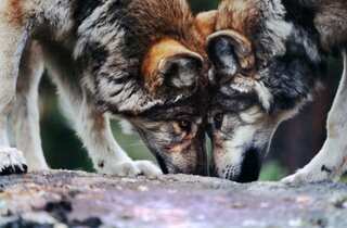 #CoupleGoals: Animals That Are Most Loyal to Their Mates 