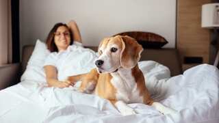 7 Popular Pet-Friendly Resorts in the US