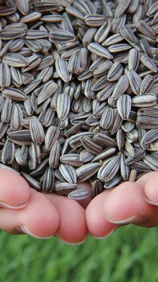 7 Benefits of Sunflower Seeds