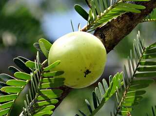 6 Benefits of Amla 
