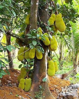 5 Jackfruit Dishes That’ll Make You Forget Non-Veg 