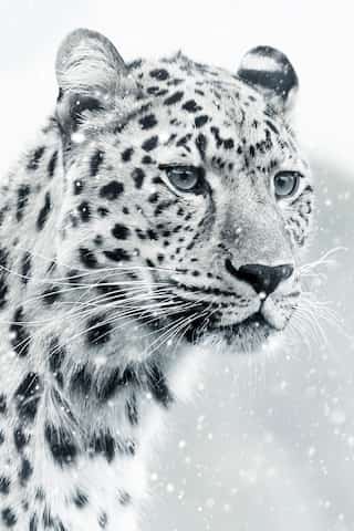 7 Countries with Highest Population of Snow Leopards