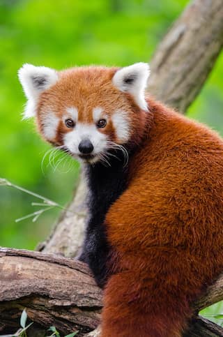 Amazing Fun Facts About Red Pandas You Must Know 