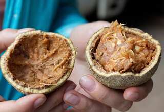 6 Health Benefits of Wood Apple