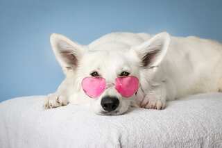6 Fun Facts about Dogs