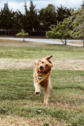 8 Signs Your Dog is Truly Happy 