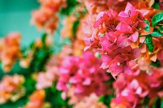 5 Best Tropical Flowers for your Garden