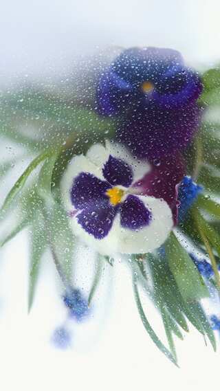 5 Beautiful Flowers that Thrive in Cold