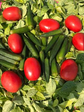 5 Health Benefits of Eating Lady's Finger (Okra / Bhindi)

