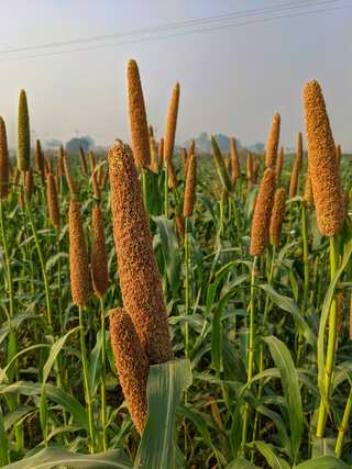 Millet Dishes Likely on G20 Platter 