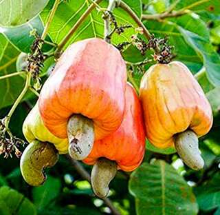 5 Health Benefits of Cashew Fruit
