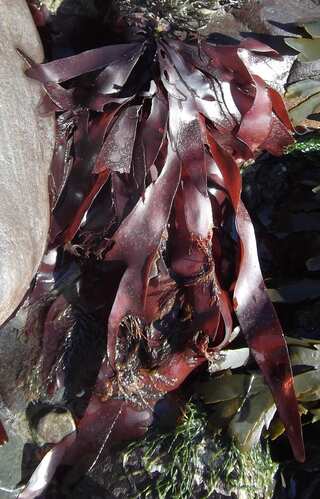 5 Health Benefits of Dulse