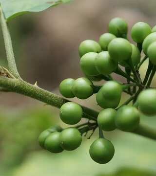 Health Benefits of Turkey Berries 
