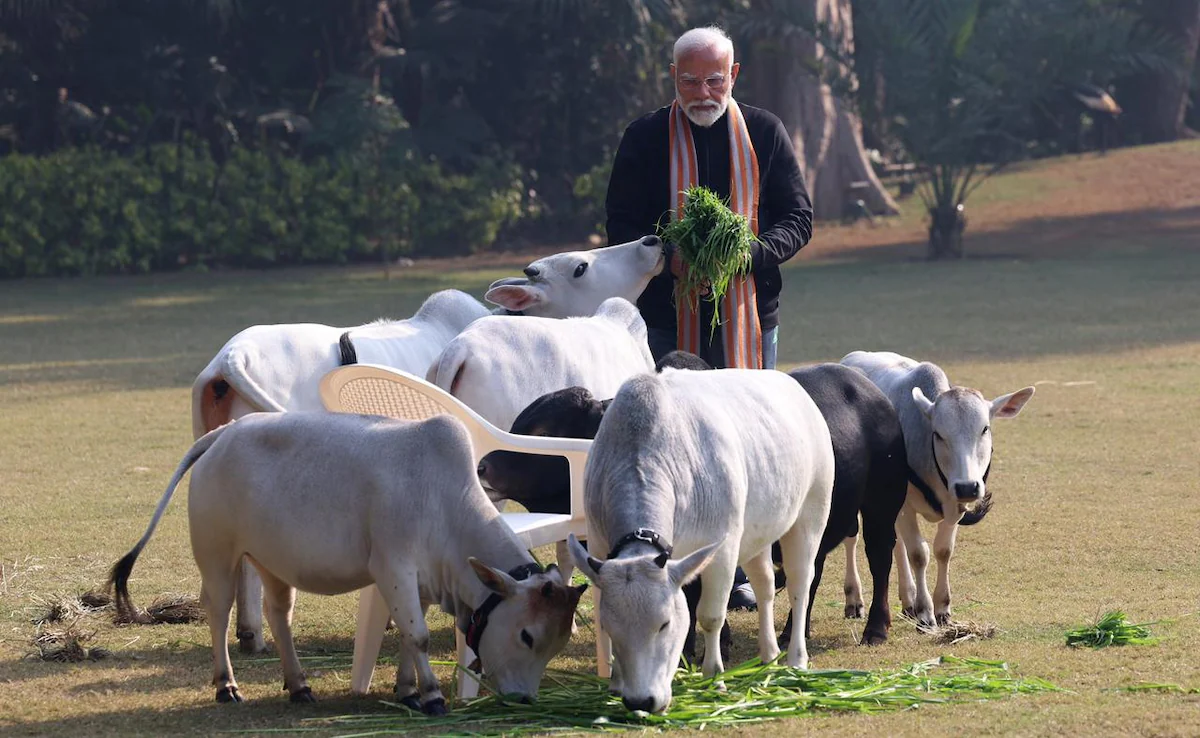 PM Modi Feeds Cows on Makar Sankranti 