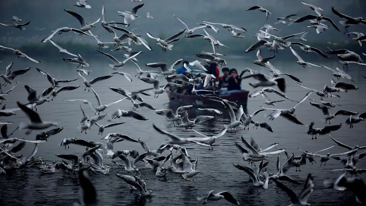 Winged Guests of Delhi Winters That Charm Capital's Skies