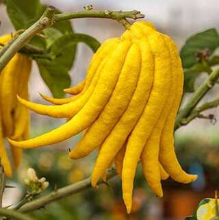 5 Health Benefits of Buddha's Hand