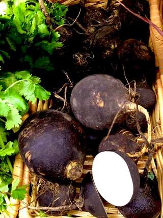 6 Health Benefits of Black Radish