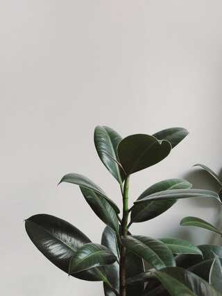 Green Guardians: 5 House Plants That Can Live for Over 100 Years 
