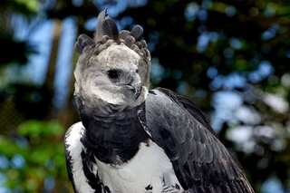 5 Birds With Abilities That Put Superheroes to Shame