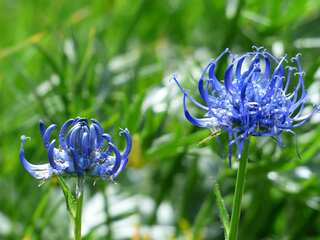 5 Health Benefits of Devil’s Claw 