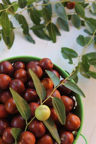Health Benefits of Jujube Fruit (Ber) 
