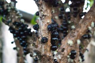 5 Most Unique Fruits In The World 