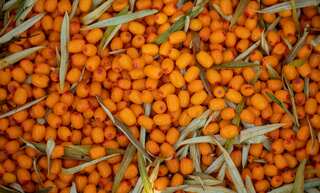 5 Health Benefits of Sea Buckthorn
