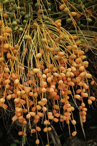 5 Health Benefits of Barhi Dates