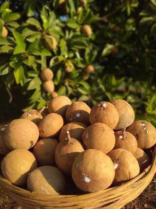 Benefits of Sapota (Chiku) for Weight Loss
