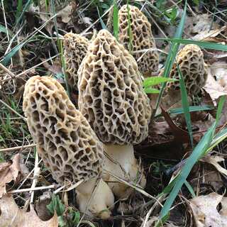 5 Health Benefits of Morel Mushrooms
