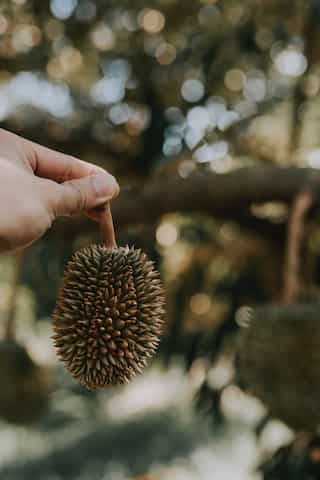 Durian and Jackfruit, What is the difference?