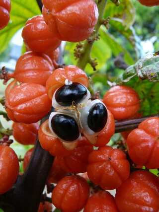 7 Health Benefits Of Ackee