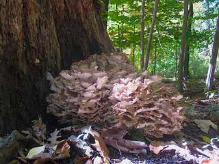 5 Health Benefits of Maitake Mushroom