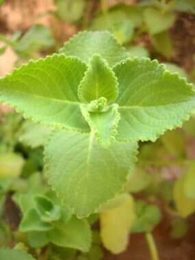 Lesser Known Benefits of Ajwain Leaves
