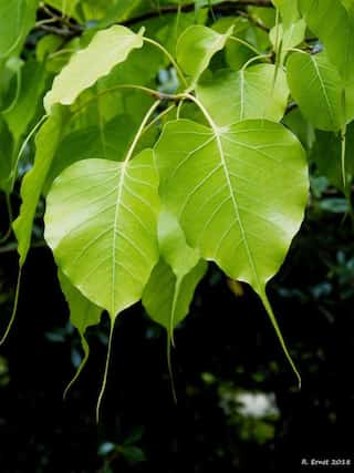 6 Benefits of Ficus Religiosa (Peepal leaves)
