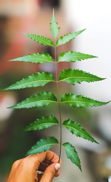 Neem Leaves vs Curry Leaves: Which is Better For Hair?
