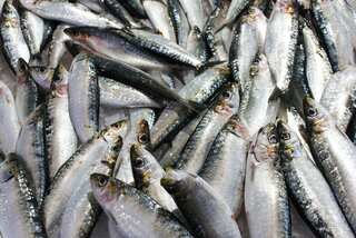 5 Health Benefits of Sardines