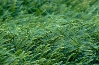 5 Health Benefits of Barley Grass