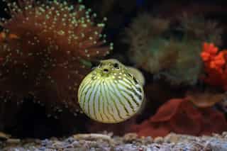 5 Most Poisonous Marine Fish That Pose Serious Threats to Humans