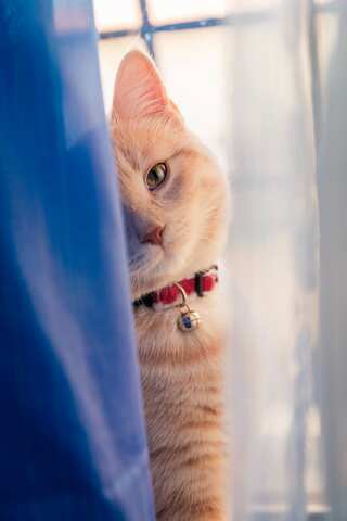 Cat Safety 101: Household Items That Are Toxic For Your Kitty
