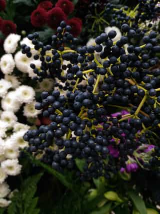 5 Health Benefits of Elderberry