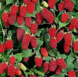 5 Health Benefits of Tayberry
