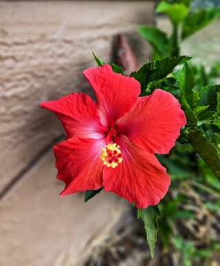 8 Reasons Hibiscus Is A Magical Hair Elixir

