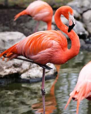 Migratory Birds Commonly Seen in India During Winter
