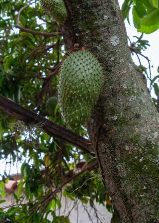 5 Health Benefits of Soursop