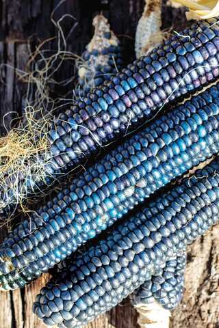 5 Health Benefits of Blue Corn