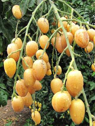 5 Health Benefits of Wampee