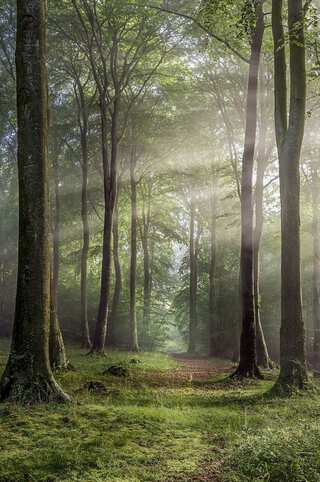 India’s Largest Forests for Nature Lovers 
